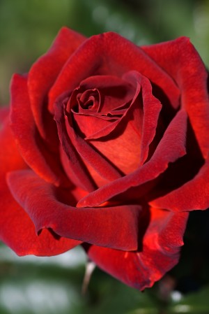 Hot Chocolate Rose
